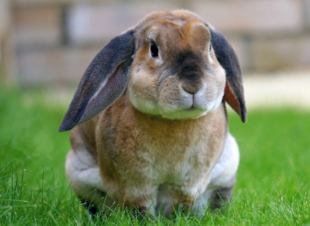 rabbits as well as others such as guinea pigs and rats are welcome at our vet practice
