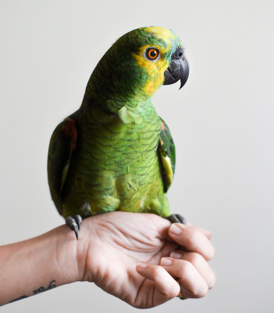 parrots both native and non-native for all manner of pet care